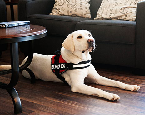 Service Dogs can retrieve medication for the partner during a medical crisis